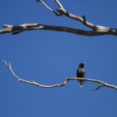 Sturnus vulgaris at Michelago, NSW - 4 Jun 2012