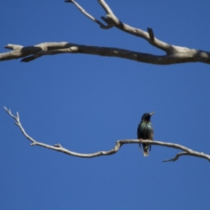 Sturnus vulgaris at Michelago, NSW - 4 Jun 2012