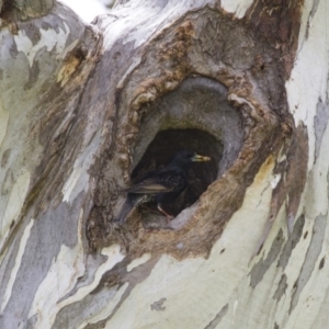 Sturnus vulgaris at Michelago, NSW - 20 Oct 2014 10:20 AM