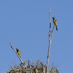 Nesoptilotis leucotis at Michelago, NSW - 13 Apr 2012 09:25 AM