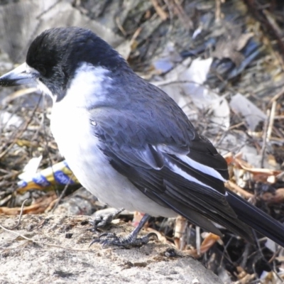 Cracticus torquatus (Grey Butcherbird) at Michelago, NSW - 25 Jul 2009 by Illilanga