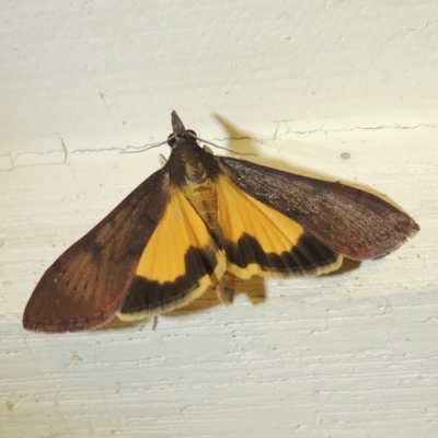 Uresiphita ornithopteralis (Tree Lucerne Moth) at Pollinator-friendly garden Conder - 8 Dec 2017 by michaelb