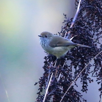 Acanthiza pusilla (Brown Thornbill) at McDonald State Forest - 12 May 2016 by CharlesDove