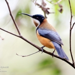 Acanthorhynchus tenuirostris (Eastern Spinebill) at Burrill Lake, NSW - 9 May 2016 by CharlesDove