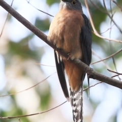 Cacomantis flabelliformis (Fan-tailed Cuckoo) at Kings Point, NSW - 12 May 2016 by CharlesDove