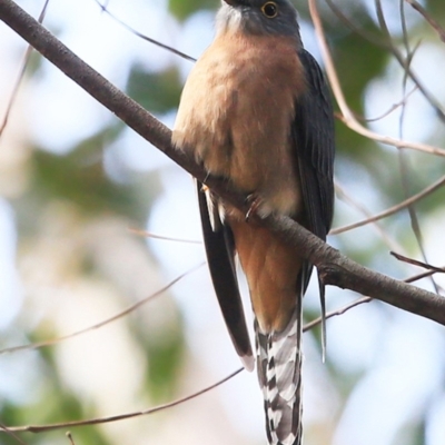 Cacomantis flabelliformis (Fan-tailed Cuckoo) at Kings Point, NSW - 11 May 2016 by Charles Dove