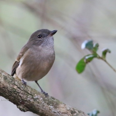 Pachycephala pectoralis (Golden Whistler) at Undefined - 13 May 2016 by Charles Dove