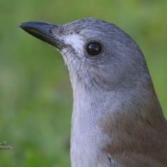 Colluricincla harmonica (Grey Shrikethrush) at South Pacific Heathland Reserve - 12 May 2016 by CharlesDove