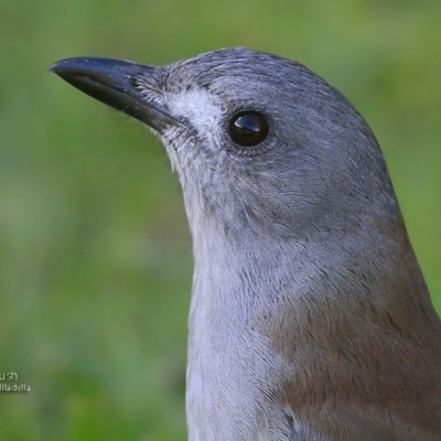 Colluricincla harmonica (Grey Shrikethrush) at South Pacific Heathland Reserve - 12 May 2016 by CharlesDove