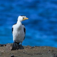 Microcarbo melanoleucos (Little Pied Cormorant) at Undefined - 14 May 2016 by CharlesDove