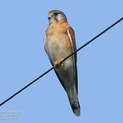 Falco cenchroides (Nankeen Kestrel) at Croobyar, NSW - 8 May 2016 by Charles Dove