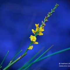 Viminaria juncea (Golden Spray) at South Pacific Heathland Reserve - 10 May 2016 by Charles Dove