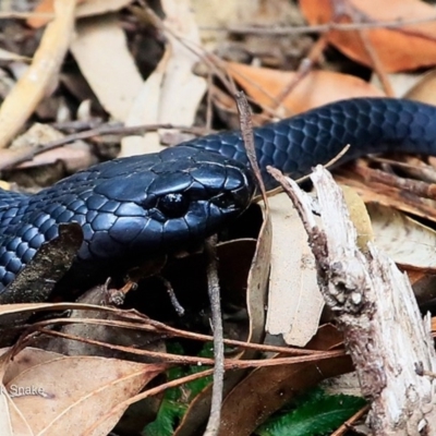 Pseudechis porphyriacus (Red-bellied Black Snake) at McDonald State Forest - 9 May 2016 by CharlesDove