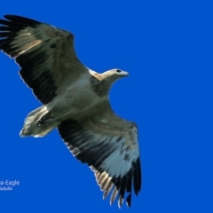 Haliaeetus leucogaster (White-bellied Sea-Eagle) at South Pacific Heathland Reserve - 10 May 2016 by Charles Dove