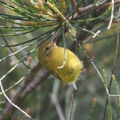 Acanthiza nana (Yellow Thornbill) at Undefined - 14 May 2016 by CharlesDove