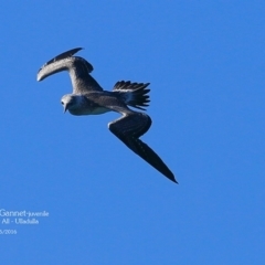 Morus serrator (Australasian Gannet) at Ulladulla, NSW - 4 May 2016 by Charles Dove