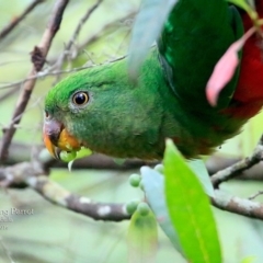 Alisterus scapularis (Australian King-Parrot) at Ulladulla, NSW - 4 May 2016 by Charles Dove