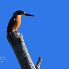 Ceyx azureus (Azure Kingfisher) at Burrill Lake, NSW - 4 May 2016 by CharlesDove