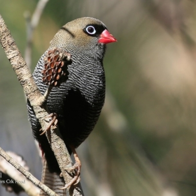 Stagonopleura bella (Beautiful Firetail) at Morton National Park - 3 May 2016 by Charles Dove