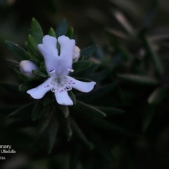 Westringia fruticosa (Native Rosemary) at Ulladulla Reserves Bushcare - 5 May 2016 by CharlesDove