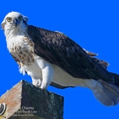 Pandion haliaetus (Osprey) at Undefined - 3 May 2016 by Charles Dove