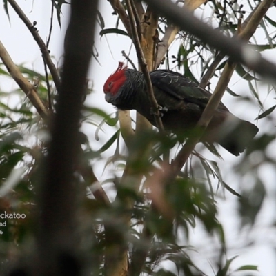 Callocephalon fimbriatum (Gang-gang Cockatoo) at Morton National Park - 3 May 2016 by Charles Dove