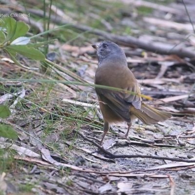 Pachycephala olivacea (Olive Whistler) at Morton National Park - 3 May 2016 by Charles Dove