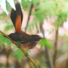 Rhipidura rufifrons (Rufous Fantail) at Narrawallee Foreshore and Reserves Bushcare Group - 5 May 2016 by CharlesDove