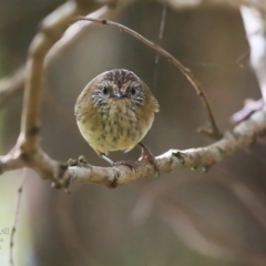 Acanthiza lineata (Striated Thornbill) at Ulladulla, NSW - 2 May 2016 by CharlesDove