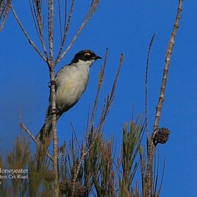 Melithreptus lunatus (White-naped Honeyeater) at Morton National Park - 3 May 2016 by Charles Dove