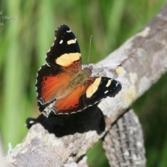 Vanessa itea (Yellow Admiral) at Ulladulla Reserves Bushcare - 5 May 2016 by Charles Dove