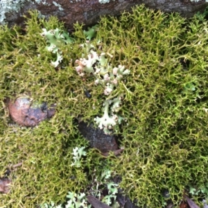 Cladia aggregata at Canberra Central, ACT - 13 Jun 2018 10:40 AM