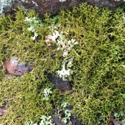 Cladia aggregata (A lichen) at Canberra Central, ACT - 13 Jun 2018 by RWPurdie