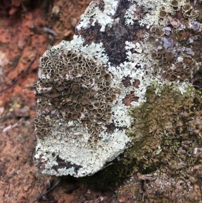 Parmeliaceae (family) (A lichen family) at Canberra Central, ACT - 13 Jun 2018 by RWPurdie