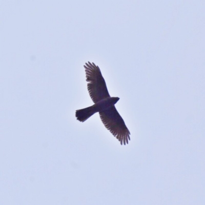 Accipiter fasciatus (Brown Goshawk) at Googong, NSW - 9 Jun 2018 by Wandiyali