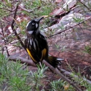 Phylidonyris novaehollandiae at Acton, ACT - 13 Jun 2018