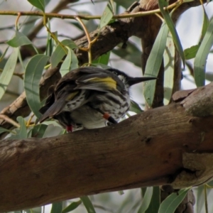 Phylidonyris novaehollandiae at Acton, ACT - 13 Jun 2018