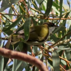 Melithreptus lunatus (White-naped Honeyeater) at Acton, ACT - 13 Jun 2018 by RodDeb