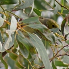 Ptilotula penicillata (White-plumed Honeyeater) at Canberra Central, ACT - 13 Jun 2018 by RodDeb