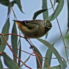 Pardalotus punctatus at Acton, ACT - 13 Jun 2018 12:01 PM