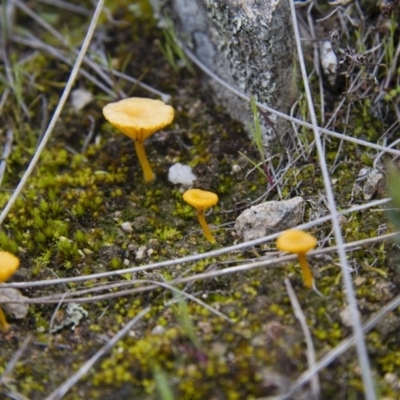 Lichenomphalia chromacea (Yellow Navel) at Michelago, NSW - 9 Oct 2016 by Illilanga