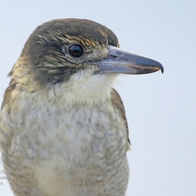 Cracticus torquatus (Grey Butcherbird) at Ulladulla, NSW - 30 Mar 2016 by CharlesDove