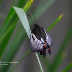 Papilio aegeus (Orchard Swallowtail, Large Citrus Butterfly) at Garrads Reserve Narrawallee - 30 Mar 2016 by CharlesDove