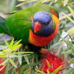 Trichoglossus moluccanus (Rainbow Lorikeet) at Mollymook, NSW - 29 Mar 2016 by CharlesDove