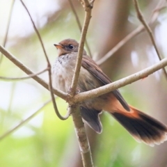 Rhipidura rufifrons (Rufous Fantail) at Meroo National Park - 28 Mar 2016 by CharlesDove