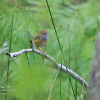 Stipiturus malachurus (Southern Emuwren) at Garrads Reserve Narrawallee - 26 Mar 2016 by Charles Dove