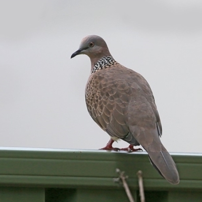 Spilopelia chinensis (Spotted Dove) at Mollymook, NSW - 27 Mar 2016 by CharlesDove