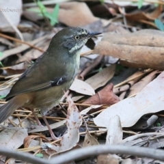 Sericornis frontalis (White-browed Scrubwren) at Burrill Lake, NSW - 27 Mar 2016 by Charles Dove