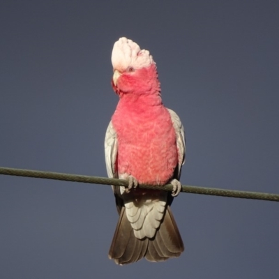 Eolophus roseicapilla (Galah) at Red Hill, ACT - 13 Jun 2018 by roymcd