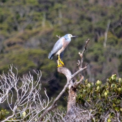 Egretta novaehollandiae (White-faced Heron) at Nelson, NSW - 10 Jun 2018 by RossMannell